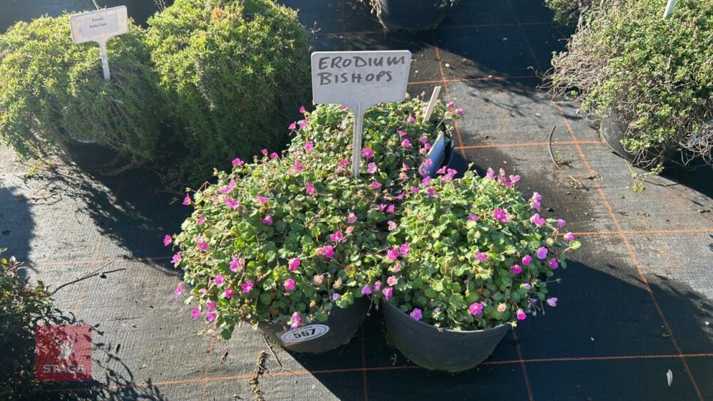 3 ERODIUM 'BISHOPS'