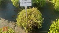 1 THYME 'GOLDSTREAM'