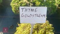 1 THYME 'GOLDSTREAM' - 3