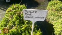 5 PHLOX 'FAB BLUE VIOLET' - 4