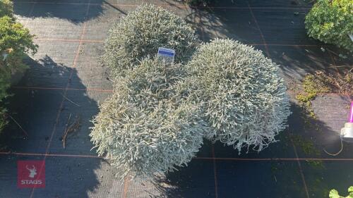 3 OZOTHAMNUS 'COUNTY PARK SILVER'