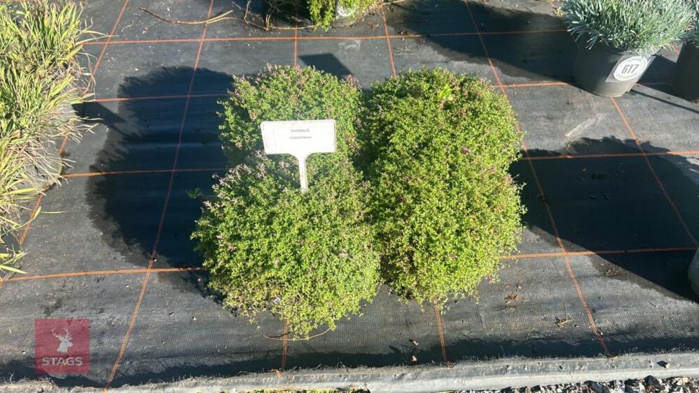 4 THYMUS 'COCCINEUS'