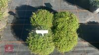 4 THYMUS 'COCCINEUS' - 2
