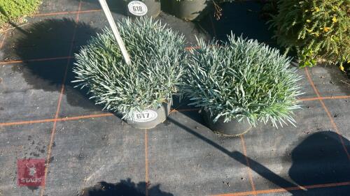 2 DIANTHUS 'ANNETTE'