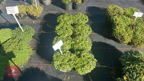 8 SAXIFRAGA 'CUNEIFOLIA VARIEGATA'