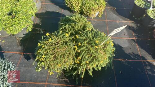 3 ULEX PROSTRATUS - FLAT GROWING GORSE