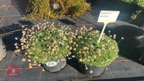 2 ARMERIA 'BEVENS'