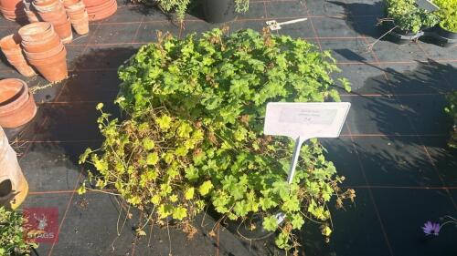 4 GERANIUM 'WHITE NESS'