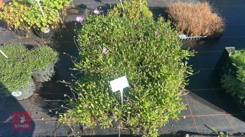 6 OSTEOSPERMUM 'CANNINGTON ROY'