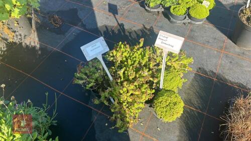 5 SEDUM 'SPIRAL STAIRCASE' ETC