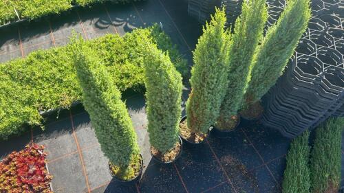 5 JUNIPERUS COMMUNIS 'COMPRESSA'