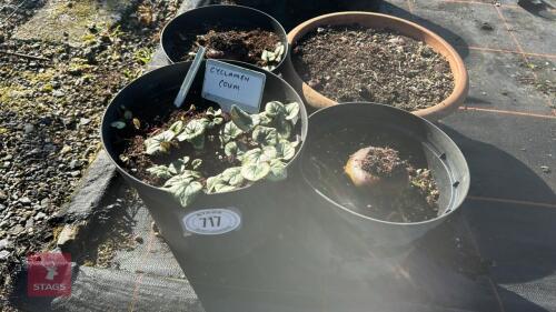 4 POTS OF CYCLAMEN 'COUM'