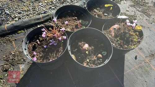 5 POTS OF CYCLAMEN HDERIFOLIUM