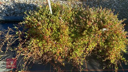 2 PERSICARIA 'VACCINIFOLIA'