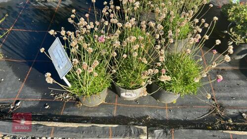 6 ARMERIA 'DUSSELDORF PRIDE'