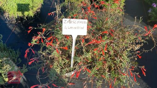 4 ZAUSCHNERIA 'GLASNEVIN'