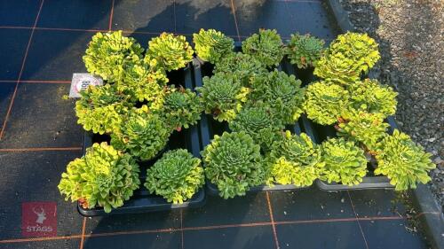 24 SAXIFRAGA 'SOUTHSIDE SEEDLING'