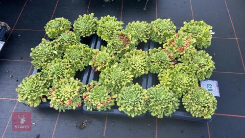 24 SAXIFRAGA 'SOUTHSIDE SEEDLING'