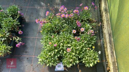 16 ERIGERON 'SEA BREEZE'