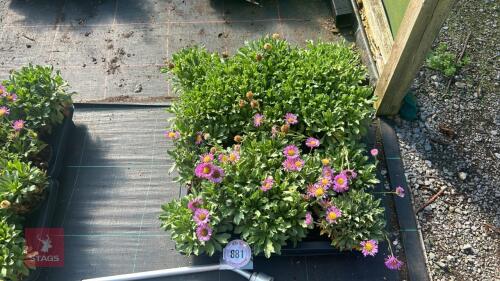 16 ERIGERON 'SEA BREEZE'