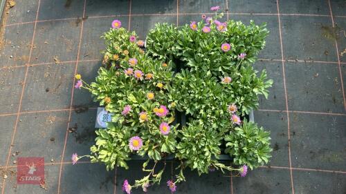 16 ERIGERON 'SEA BREEZE'