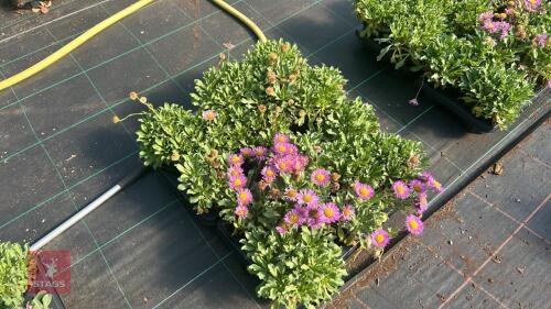 16 ERIGERON 'SEA BREEZE'