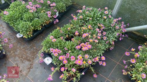 24 ERIGERON 'SEA BREEZE'