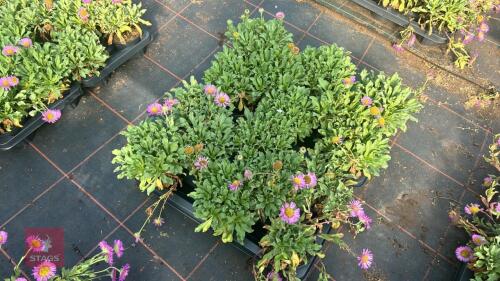 16 ERIGERON 'SEA BREEZE'