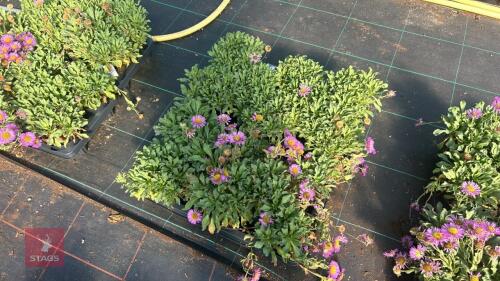 16 ERIGERON 'SEA BREEZE'