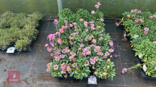 24 ERIGERON 'SEA BREEZE'