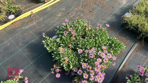 16 ERIGERON 'SEA BREEZE'