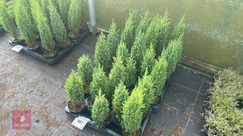 24 JUNIPERUS COMMUNIS 'COMPRESSA'