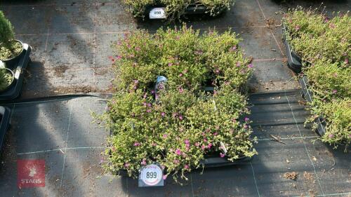 16 DROSANTHEMUM 'HISPIDUM'