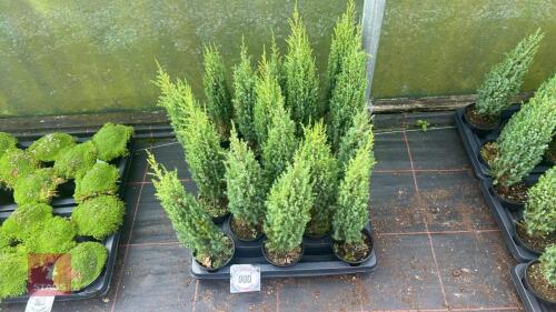 16 JUNIPERUS COMMUNIS 'COMPRESSA'