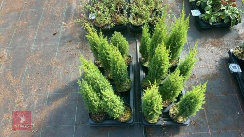 16 JUNIPERUS COMMUNIS 'COMPRESSA'