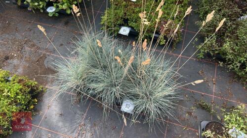 8 FESTUCA 'ELIJAH BLUE'