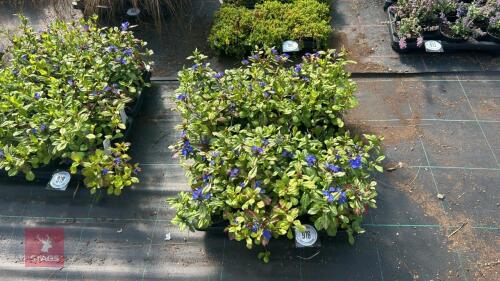 16 CERATOSTIGMA 'PLUMBAGINOIDES'