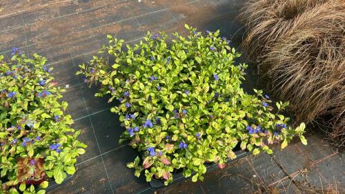 16 CERATOSTIGMA 'PLUMBAGINOIDES'