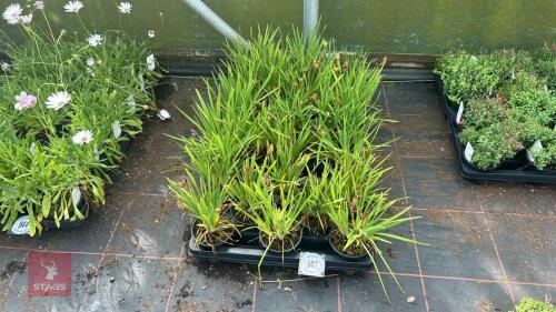 24 IRIS SETOSA DWARF FORM