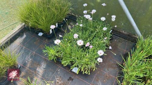 24 OSTEOSPERMUM 'LADY LEITRIM'