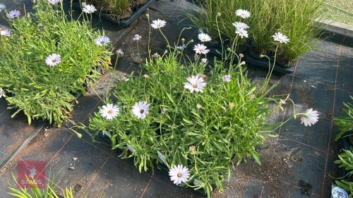 16 OSTEOSPERMUM 'LADY LEITRIM'