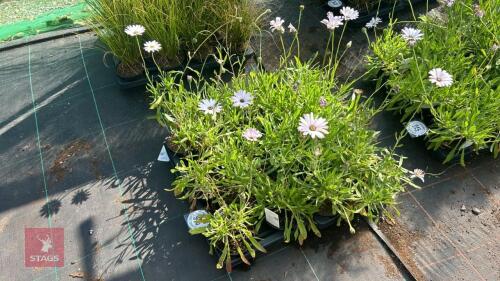 16 OSTEOSPERMUM 'LADY LEITRIM'