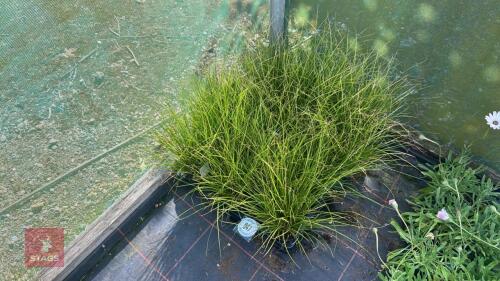 16 CAREX 'PHOENIX GREEN'