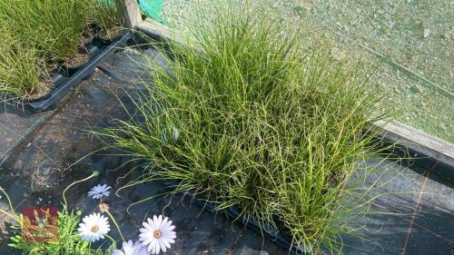 16 CAREX 'PHOENIX GREEN'