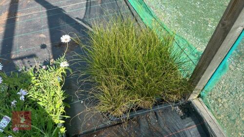 16 CAREX 'PHOENIX GREEN'