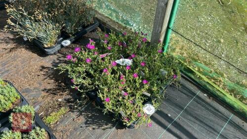 16 DELOSPERMA 'COOPERI'