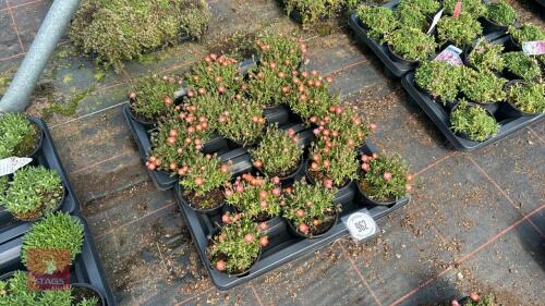 16 DELOSPERMA 'LUCKY RUBY RED'