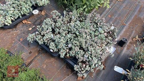 16 SEDUM 'LIDAKENSE'