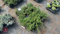 16 COTONEASTER CONGESTUS NANUS