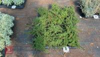 16 COTONEASTER CONGESTUS NANUS